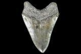 Serrated, Fossil Megalodon Tooth - Georgia #104561-2